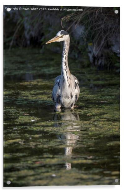 Heron wading through the algae pond Acrylic by Kevin White
