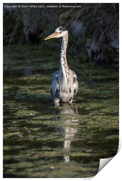 Heron wading through the algae pond Print by Kevin White