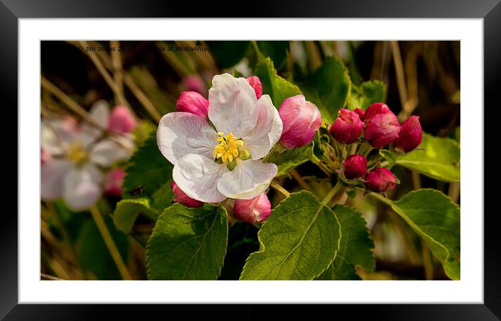 Apple Blossom Panorama (2) Framed Mounted Print by Jim Jones
