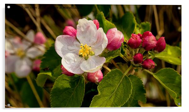 Apple Blossom Panorama (2) Acrylic by Jim Jones