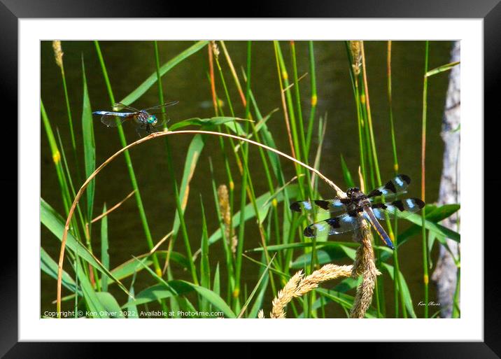Dance of the Dragonflies Framed Mounted Print by Ken Oliver