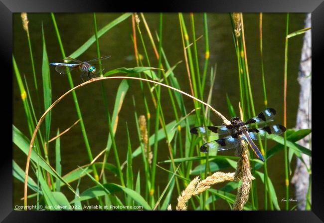 Dance of the Dragonflies Framed Print by Ken Oliver