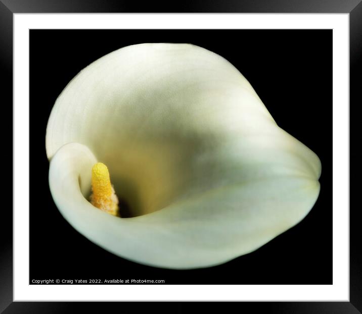 White Calla Lily Framed Mounted Print by Craig Yates