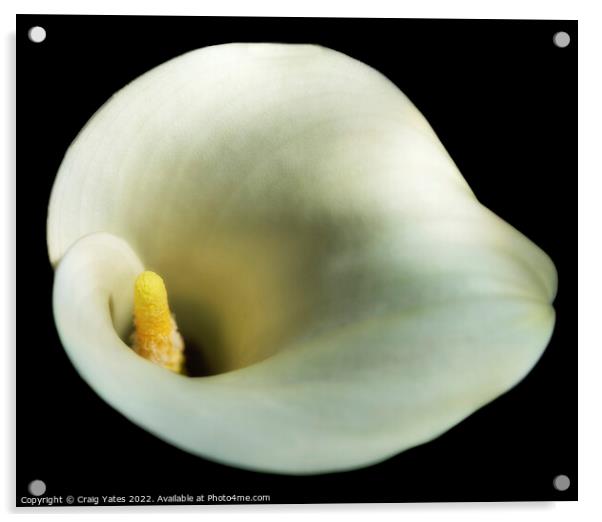White Calla Lily Acrylic by Craig Yates