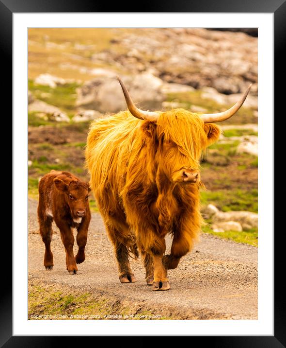 Scottish Highland Cow with its calf in the Isle of Harris, Outer Hebrides  Framed Mounted Print by Dan Webster