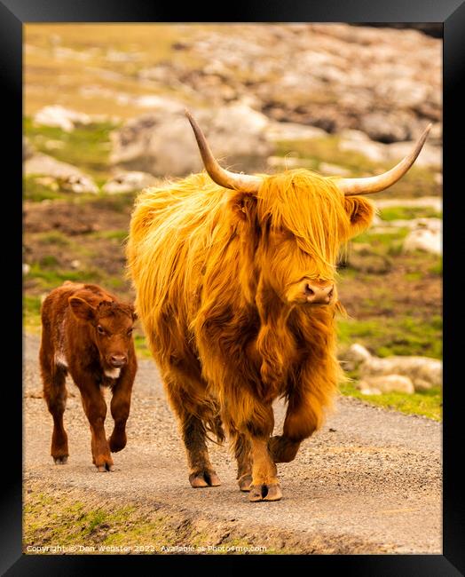 Scottish Highland Cow with its calf in the Isle of Harris, Outer Hebrides  Framed Print by Dan Webster