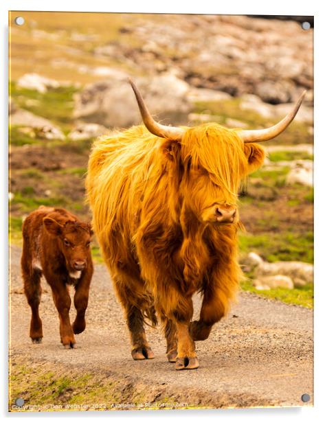 Scottish Highland Cow with its calf in the Isle of Harris, Outer Hebrides  Acrylic by Dan Webster