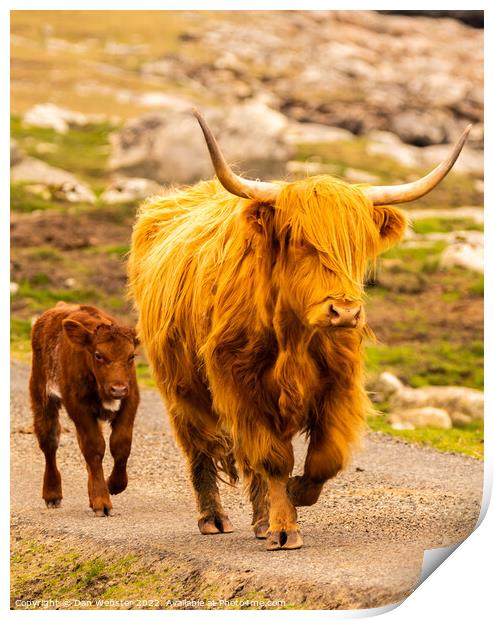 Scottish Highland Cow with its calf in the Isle of Harris, Outer Hebrides  Print by Dan Webster