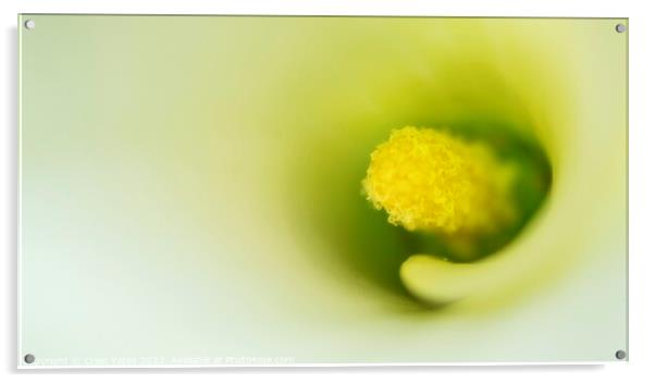 White Calla Lily Abstract macro shot Acrylic by Craig Yates