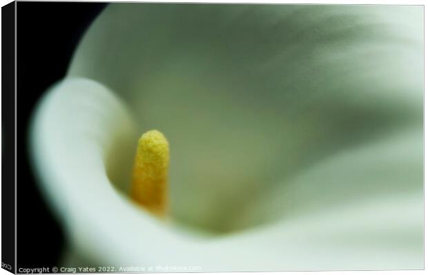  White Calla Lily macro. Canvas Print by Craig Yates