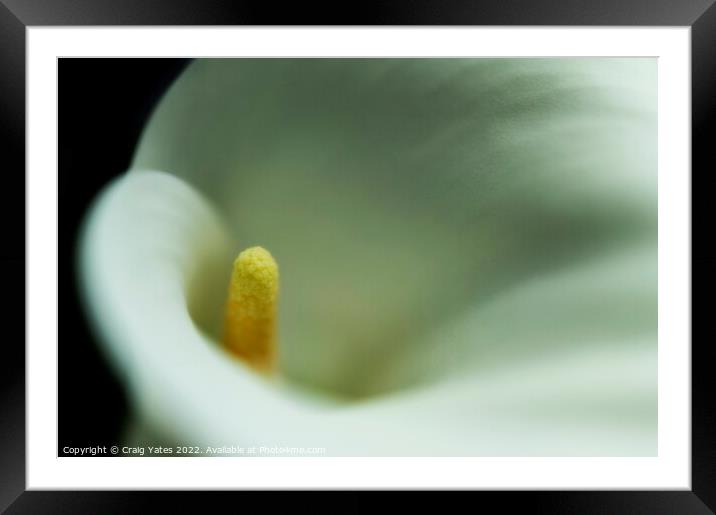  White Calla Lily macro. Framed Mounted Print by Craig Yates
