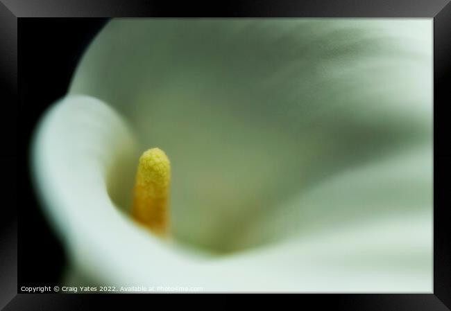 White Calla Lily macro. Framed Print by Craig Yates