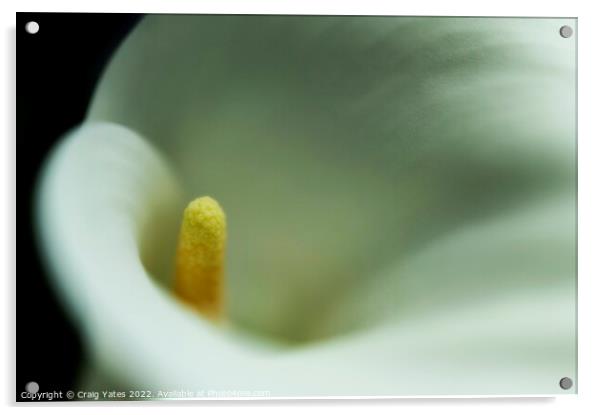  White Calla Lily macro. Acrylic by Craig Yates