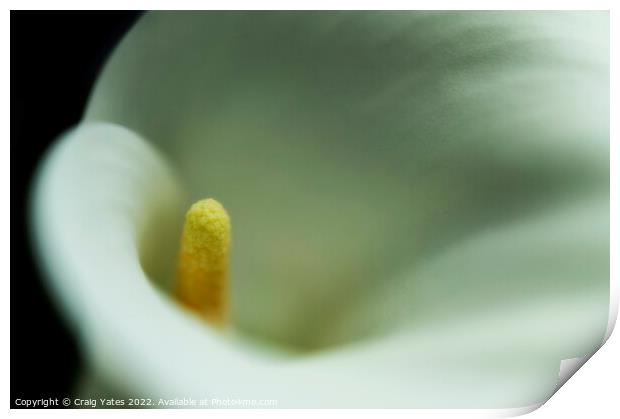  White Calla Lily macro. Print by Craig Yates