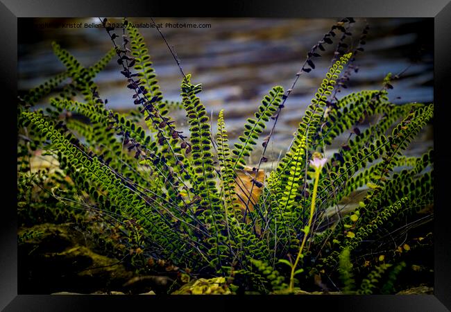 splenium trichomanes or maidenhair spleenwort, small fern growing against a wall Framed Print by Kristof Bellens