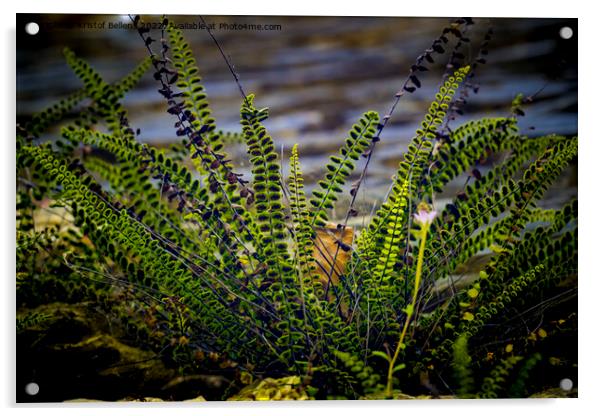 splenium trichomanes or maidenhair spleenwort, small fern growing against a wall Acrylic by Kristof Bellens