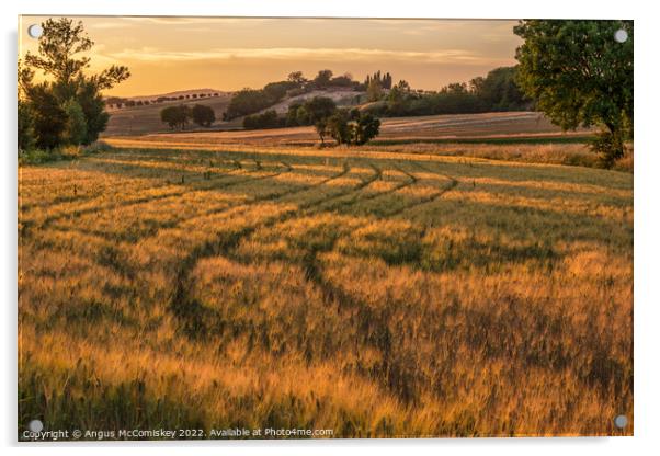 Golden Tuscan landscape at sunset Acrylic by Angus McComiskey