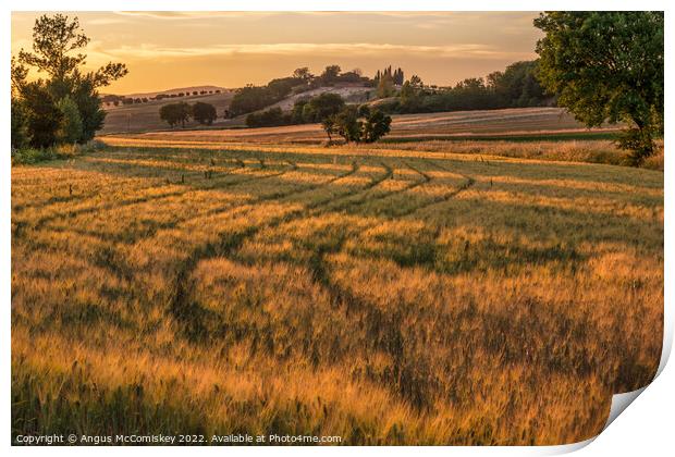 Golden Tuscan landscape at sunset Print by Angus McComiskey