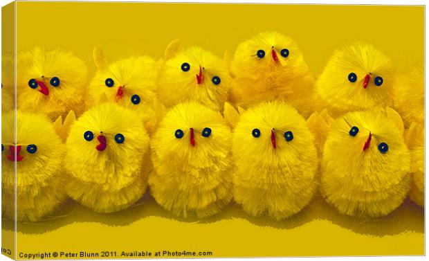 10 Little Easter Chicks Canvas Print by Peter Blunn