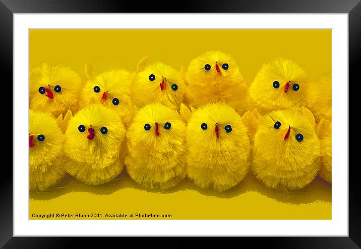 10 Little Easter Chicks Framed Mounted Print by Peter Blunn