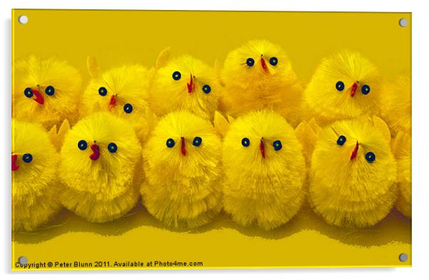 10 Little Easter Chicks Acrylic by Peter Blunn