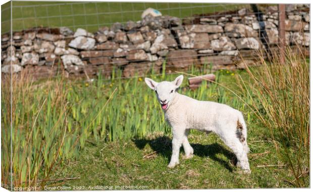 A young Lamb looking at the camera Canvas Print by Dave Collins