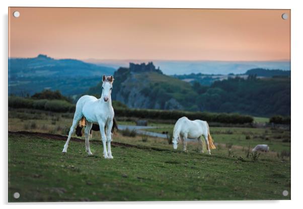 Ponies at Carreg Cennin Castle Acrylic by Leighton Collins