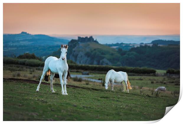 Ponies at Carreg Cennin Castle Print by Leighton Collins