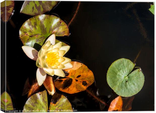 Water Lilly Canvas Print by Stephen Munn