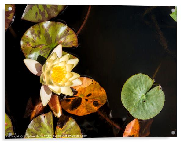 Water Lilly Acrylic by Stephen Munn