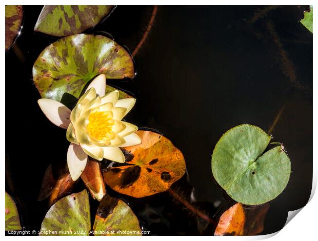 Water Lilly Print by Stephen Munn