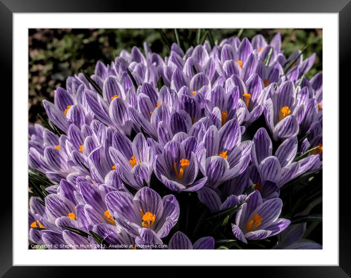Purple and white crocus Framed Mounted Print by Stephen Munn