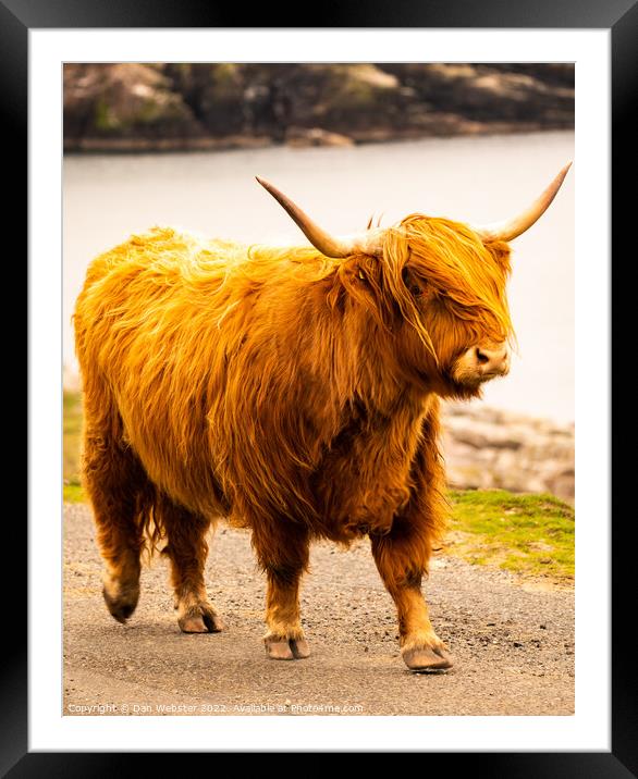 Beautiful Highland Cow - Isle of Harris, Outer Hebrides, Scotland  Framed Mounted Print by Dan Webster