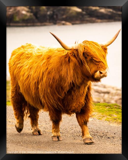 Beautiful Highland Cow - Isle of Harris, Outer Hebrides, Scotland  Framed Print by Dan Webster