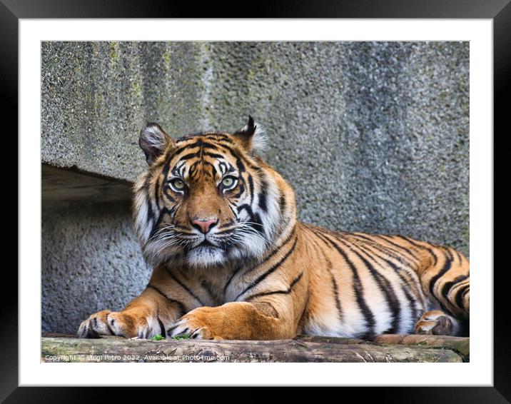 Who are you looking at? Framed Mounted Print by Luigi Petro