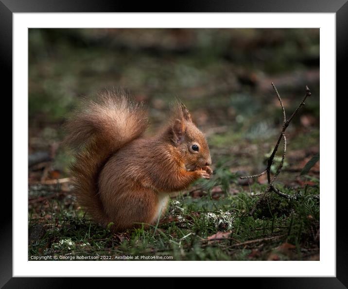 A red squirrel sitting eating a nut Framed Mounted Print by George Robertson