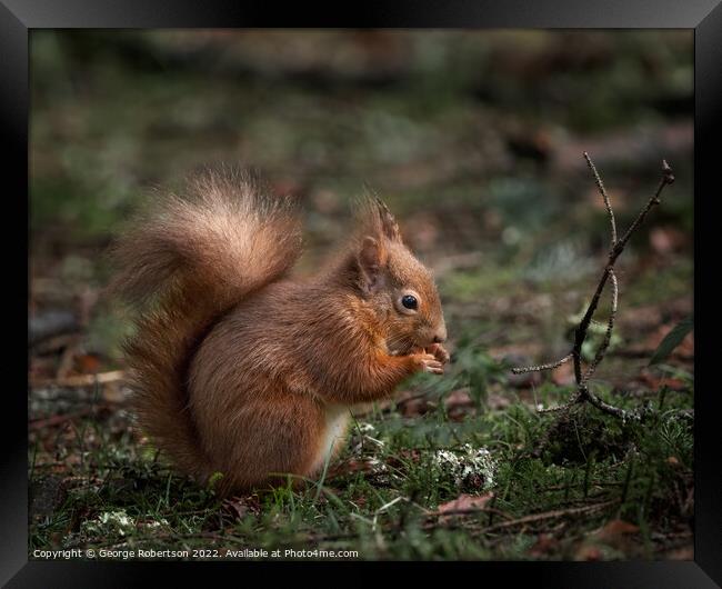 A red squirrel sitting eating a nut Framed Print by George Robertson
