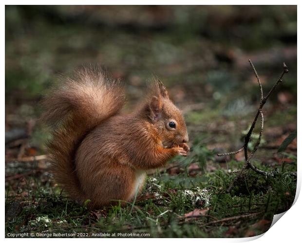 A red squirrel sitting eating a nut Print by George Robertson