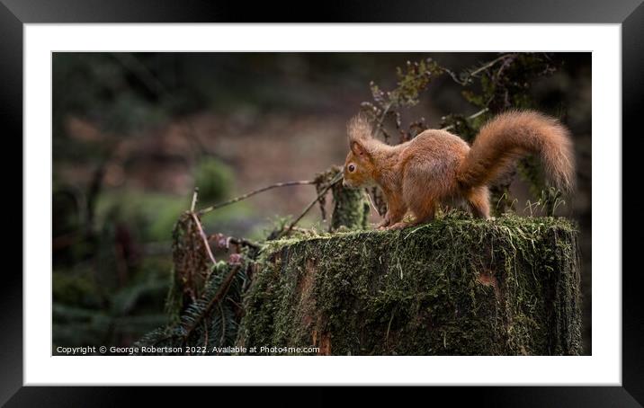 Red Squirrel on a tree trunk Framed Mounted Print by George Robertson