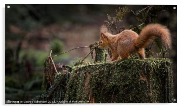 Red Squirrel on a tree trunk Acrylic by George Robertson
