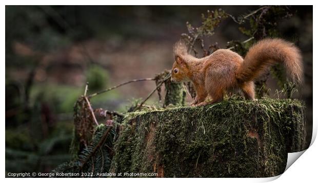 Red Squirrel on a tree trunk Print by George Robertson