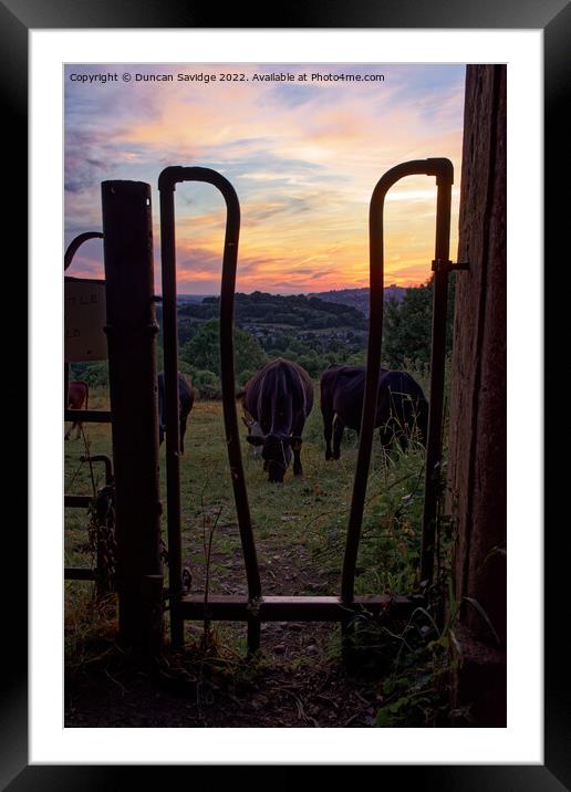 Cow's at Sunset over Bath Framed Mounted Print by Duncan Savidge