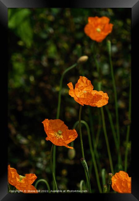 Bright Orange Bowl-shaped Iceland Poppies. Framed Print by Steve Gill