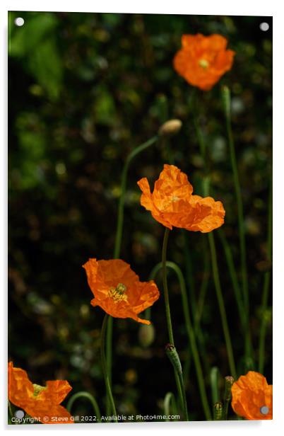 Bright Orange Bowl-shaped Iceland Poppies. Acrylic by Steve Gill