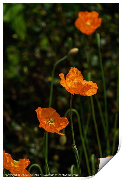 Bright Orange Bowl-shaped Iceland Poppies. Print by Steve Gill