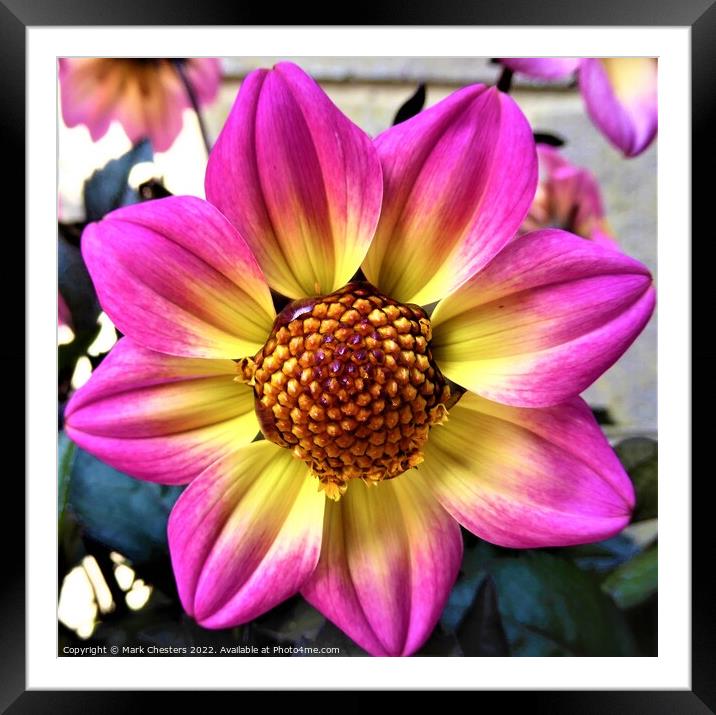Vibrant Dalias Framed Mounted Print by Mark Chesters