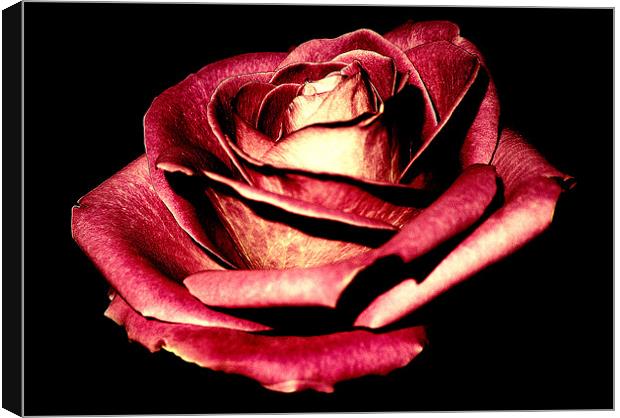 Rose Canvas Print by Louise Godwin