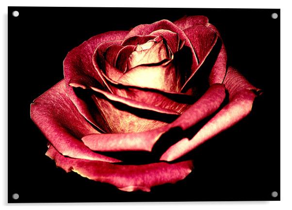 Rose Acrylic by Louise Godwin