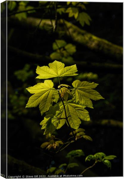 Vibrant Sunlit Sycamore Maple Leaves. Canvas Print by Steve Gill