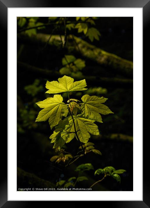 Vibrant Sunlit Sycamore Maple Leaves. Framed Mounted Print by Steve Gill